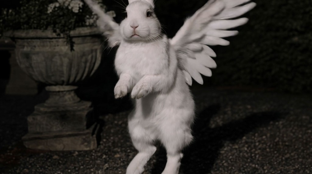 Birth — white rabbit with wings