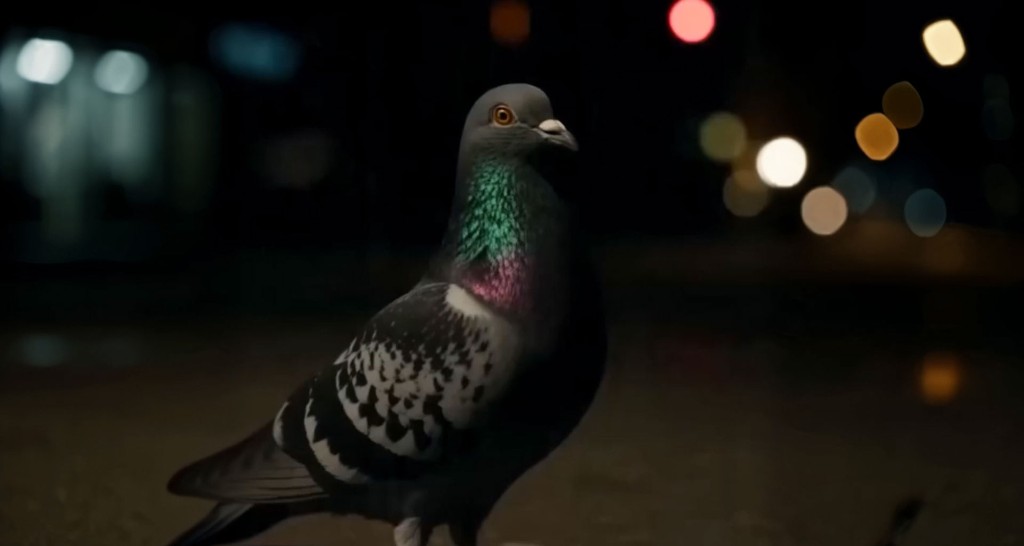 Rave — pigeon at night with city lights
